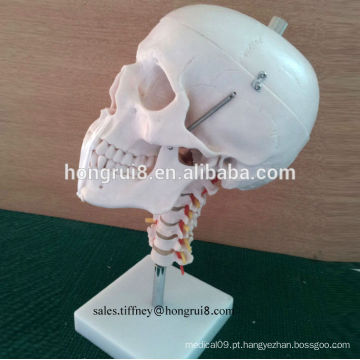 Modelo de crânio de PVC durável ISO com modelo de espinha cervical, crânio humano